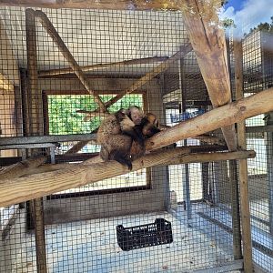 Yellow-breasted capuchin indoors exhibit -Zoo du bassin d'Arcachon (2024)