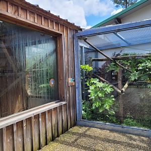 Common marmoset exhibit and Bearded emperor tamarin indoors -Zoo du bassin d'Arcachon (2024)