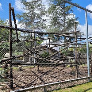 Yellow-breasted capuchin exhibit -Zoo du bassin d'Arcachon (2024)