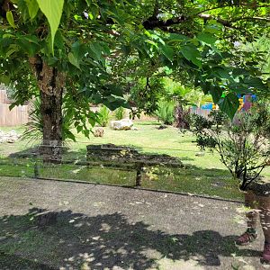 Bush dog exhibit -Zoo du bassin d'Arcachon (2024)