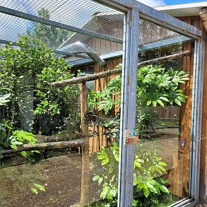 Cotton-top tamarin exhibit -Zoo du bassin d'Arcachon (2024)