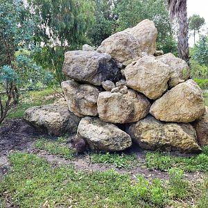Parma wallaby exhibit -Zoo du bassin d'Arcachon (2024)