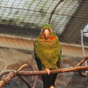 Cuban parakeet (Psittacara euops), 2024-05-22