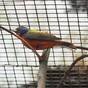 Painted bunting (Passerina ciris), 2024-05-22
