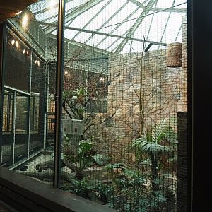 Cuban trogon and Blue-headed quail-dove aviary, 2024-05-22