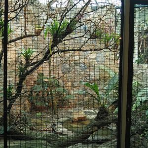 Cuban trogon and Blue-headed quail-dove aviary, 2024-05-22