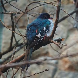 Cuban trogon (Priotelus temnurus), 2024-05-22
