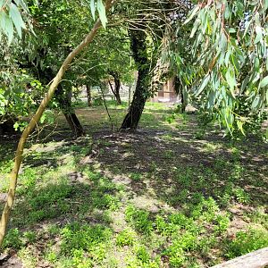Parma wallaby exhibit -Zoo du bassin d'Arcachon (2024)