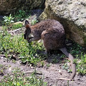 Parma wallaby -Zoo du bassin d'Arcachon (2024)
