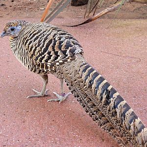 Lady Amherst’s pheasant -Zoo du bassin d'Arcachon (2024)