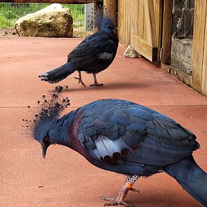 Victoria crowned-pigeon -Zoo du bassin d'Arcachon (2024)