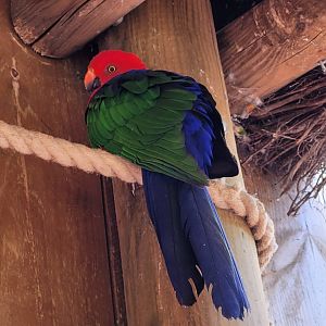 Moluccan king parrot -Zoo du bassin d'Arcachon (2024)