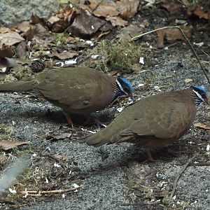 Blue-headed quail-doves (Starnoenas cyanocephala), 2024-05-23