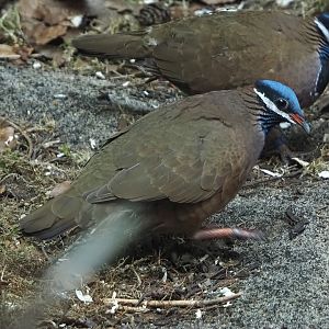 Blue-headed quail-dove (Starnoenas cyanocephala), 2024-05-23