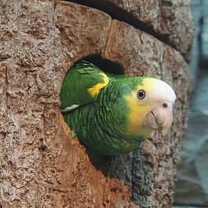 Yellow-shouldered amazon (Amazona barbadensis), 2024-05-22