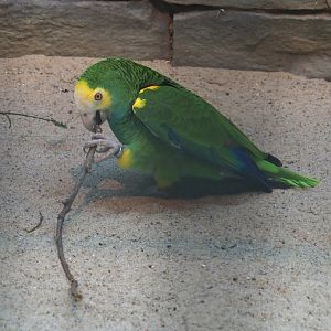 Yellow-shouldered amazon (Amazona barbadensis), 2024-05-23