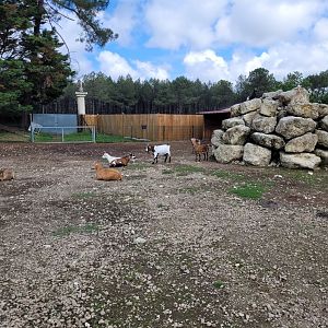 West African pygmy goat and Alpaca exhibit -Zoo du bassin d'Arcachon (2024)