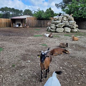 West African pygmy goat and Alpaca exhibit -Zoo du bassin d'Arcachon (2024)