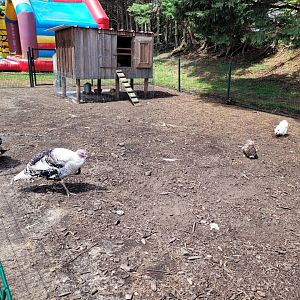 Araucana, Silkie bantam and Royal turkey exhibit -Zoo du bassin d'Arcachon (2024)