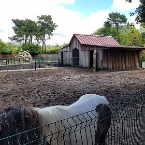 Pony and Domestic donkey exhibit exhibit -Zoo du bassin d'Arcachon (2024)