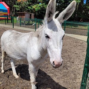 Domestic donkey -Zoo du bassin d'Arcachon (2024)