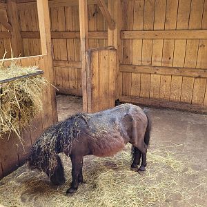 Pony and Domestic donkey indoors exhibit -Zoo du bassin d'Arcachon (2024)