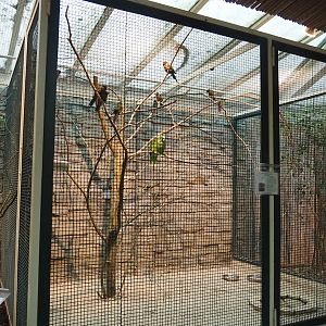 Emma's conure and Yellow-naped amazon aviary, 2024-05-22
