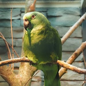 Pacific Yellow-naped amazon (Amazona auropalliata auropalliata), 2024-05-22