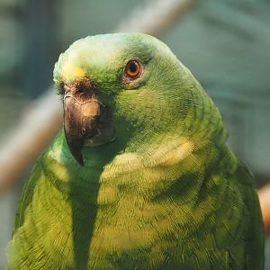 Pacific Yellow-naped amazon (Amazona auropalliata auropalliata), 2024-05-22
