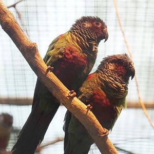 Emma’s conures (Pyrrhura emma), 2024-05-22