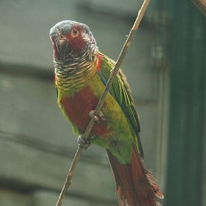 Emma’s conure (Pyrrhura emma), 2024-05-23