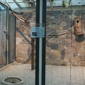 Yellow-billed amazon aviary, 2024-05-22