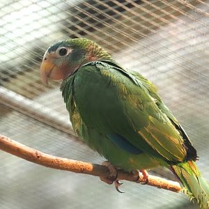 Jamaican yellow-billed amazon (Amazona collaria), 2024-05-22