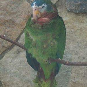 Jamaican yellow-billed amazon (Amazona collaria), 2024-05-23