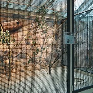 Lilacine amazon aviary, 2024-05-22