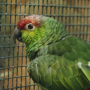 Lilacine amazon (Amazona lilacina), 2024-05-22