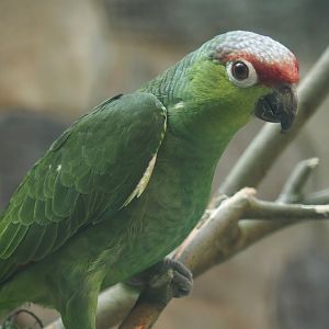 Lilacine amazon (Amazona lilacina), 2024-05-23