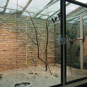 Crimson-bellied conure and Yellow-thighed caique aviary, 2024-05-22