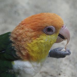 Yellow-thighed caique (Pionites leucogaster xanthomerius), 2024-05-22