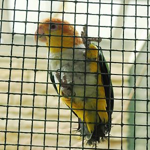 Yellow-thighed caique (Pionites leucogaster xanthomerius), 2024-05-23