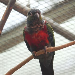 Crimson-bellied conure (Pyrrhura perlata), 2024-05-22
