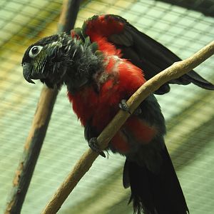 Crimson-bellied conure (Pyrrhura perlata), 2024-05-23