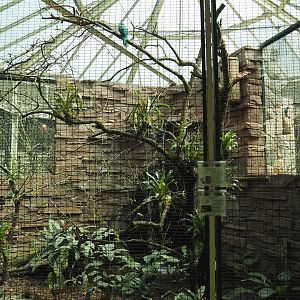Golden-headed Quetzal, Sunbittern and Tataupa tinamou aviary, 2024-05-23