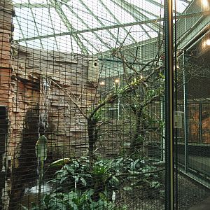 Golden-headed Quetzal, Sunbittern and Tataupa tinamou aviary, 2024-05-22
