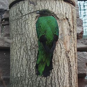 Golden-headed Quetzal (Pharomachrus auriceps), 2024-05-22