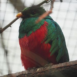 Golden-headed Quetzal (Pharomachrus auriceps), 2024-05-22
