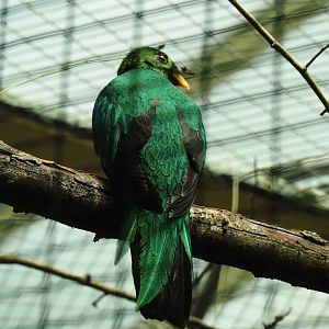 Golden-headed Quetzal (Pharomachrus auriceps), 2024-05-23
