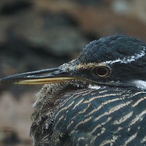 Sunbittern (Eurypyga helias), 2024-05-22