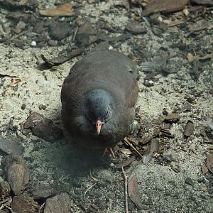 Tataupa tinamou (Crypturellus tataupa), 2024-05-23