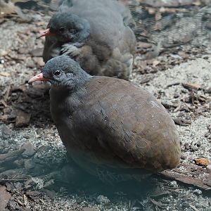 Tataupa tinamou (Crypturellus tataupa), 2024-05-23